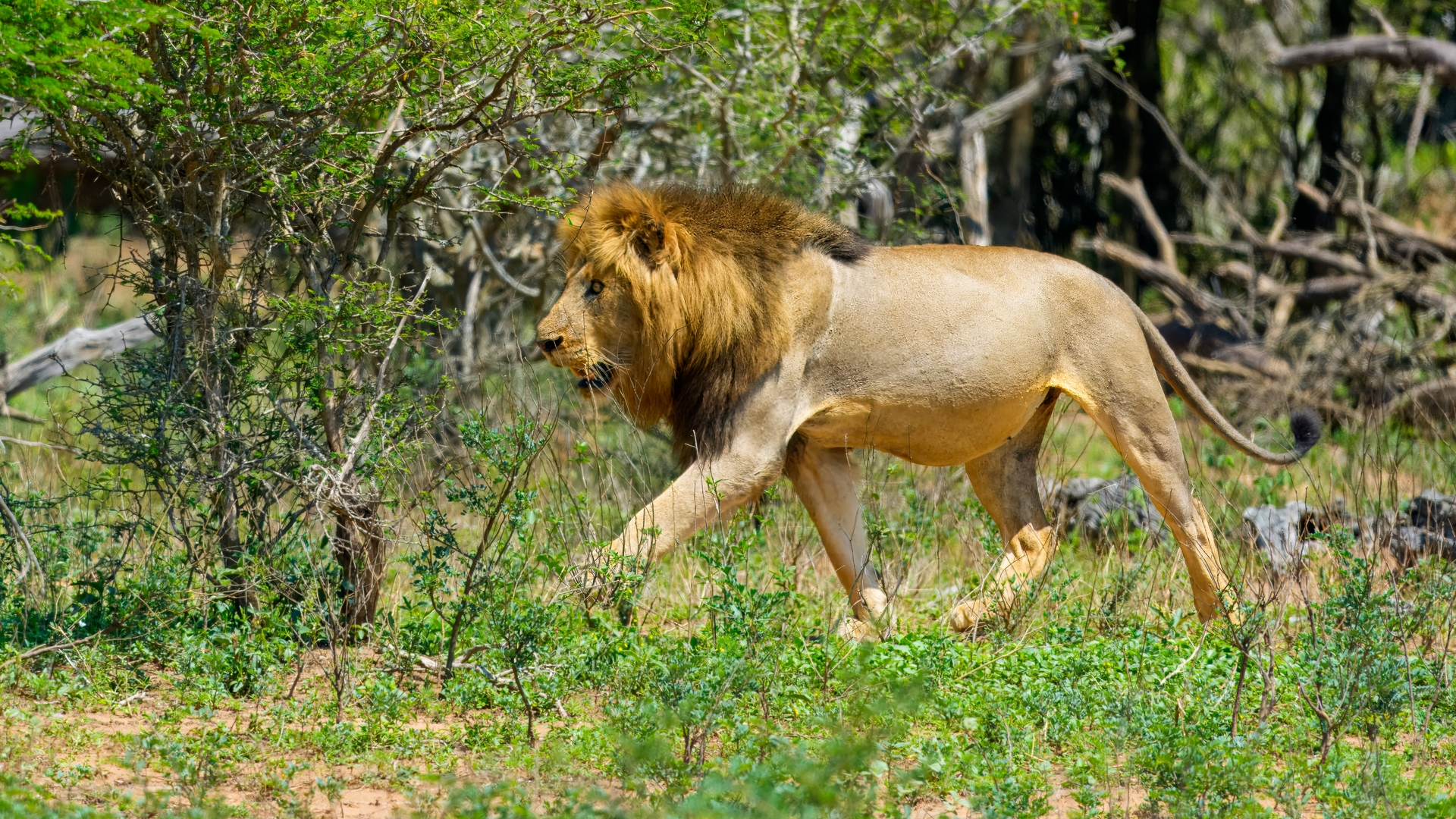 Kruger25 2025 11 01 09 55 22 ILCE 1M2 171